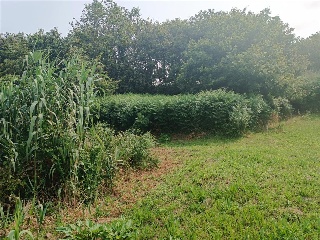 Camiño De San Xurxo 11