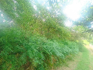 Camiño De San Xurxo 15