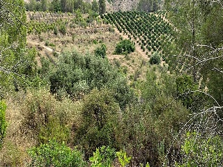 Xativa 5
