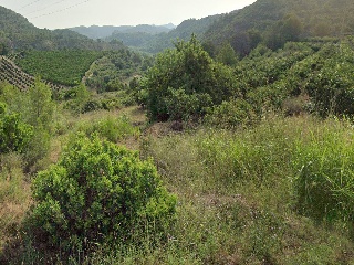 Xativa 7