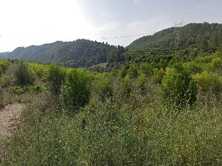 Xativa 8