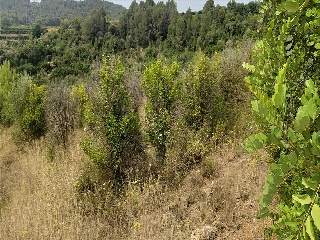 Xativa 17