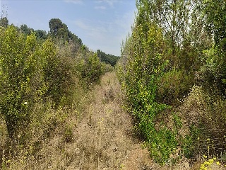 Xativa 18
