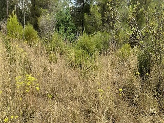 Xativa 21