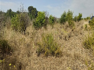 Xativa 23