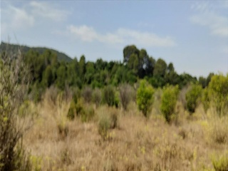 Xativa 25
