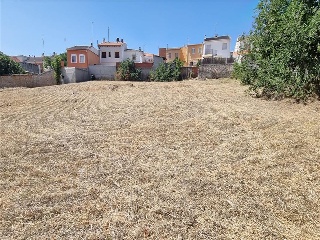 PALOMA 15