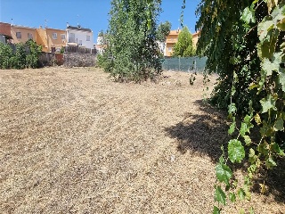 PALOMA 16