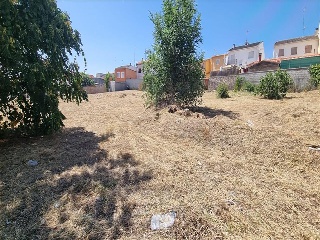 PALOMA 20