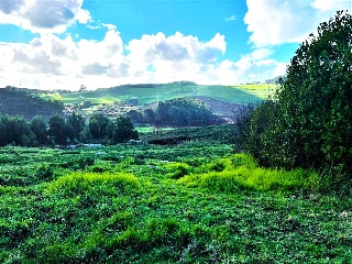 PORTIÑO. Polígono 11