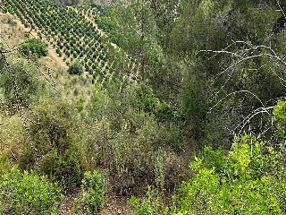 Partida Llano (Del) 11
