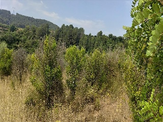 Partida Llano (Del) 15