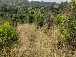 Partida Llano (Del) 18