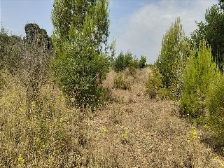 Partida Llano (Del) 20