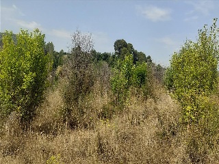 Partida Llano (Del) 22