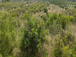 Partida Llano (Del) 25