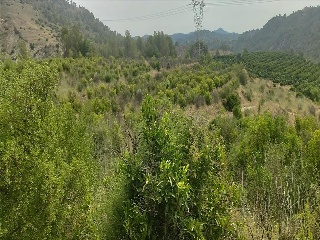 Partida Llano (Del) 26