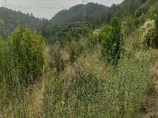 Partida Llano (Del) 27