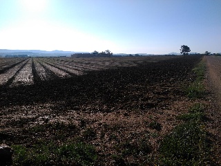 Suelo rústico en Paraje la primera Mancorra 8