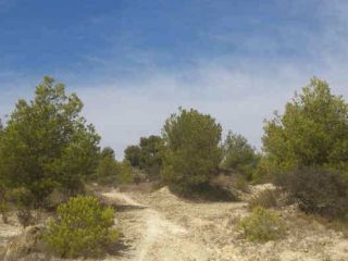 Suelos en Sector el Arquet 5