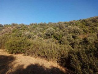 Rústico en venta en Pre. La Moliniche Poligono 37, Montizon, Jaén 3