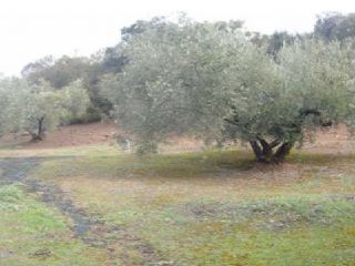 Rústico en venta en Pre. Cabreriza, 73, Martos, Jaén 2