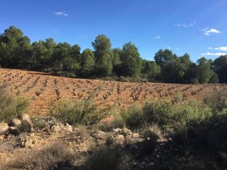 Promoción de suelos en venta en pre. tollelos, poligono 39, s/n en la provincia de Valencia 6
