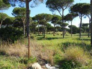 Suelo en Chiclana de la Frontera 2