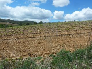Promoción de suelos en venta en pre. paraje sangorrina, pol. 21 en la provincia de Zaragoza 2