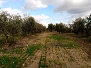 Promoción de suelos en venta en pre. montefrange y molinilla- poligono 5 en la provincia de Sevilla 2