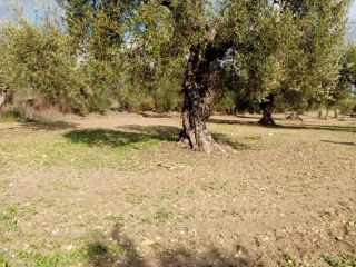 Promoción de suelos en venta en pre. montefrange y molinilla- poligono 5 en la provincia de Sevilla 3
