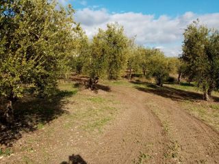 Promoción de suelos en venta en pre. montefrange y molinilla- poligono 5 en la provincia de Sevilla 4