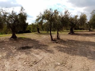 Promoción de suelos en venta en pre. montefrange y molinilla- poligono 5 en la provincia de Sevilla 7