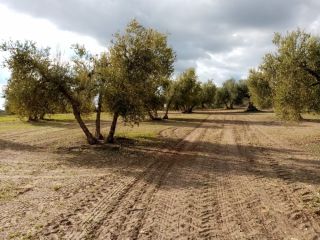 Promoción de suelos en venta en pre. montefrange y molinilla- poligono 5 en la provincia de Sevilla 12
