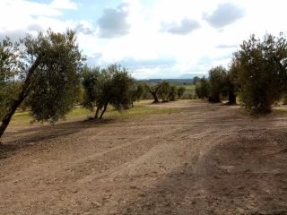 Promoción de suelos en venta en pre. montefrange y molinilla- poligono 5 en la provincia de Sevilla 13
