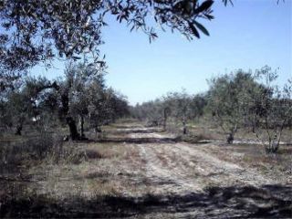 Promoción de terrenos en venta en pedregal vereda en la provincia de Sevilla 2
