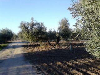 Promoción de terrenos en venta en pedregal vereda en la provincia de Sevilla 3