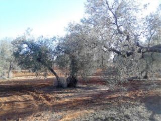 Promoción en Pre. Pago Redondo, Arahal, Sevilla 3