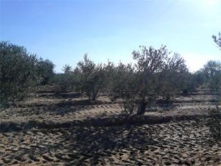 Promoción de terrenos en venta en dulzalar en pago de la molilla en la provincia de Sevilla 2