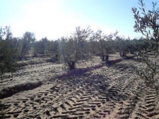 Promoción de terrenos en venta en dulzalar en pago de la molilla en la provincia de Sevilla 3