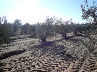 Promoción en C. Pago Molinilla, Poligono 5, Parcela 156, Arahal, Sevilla 3