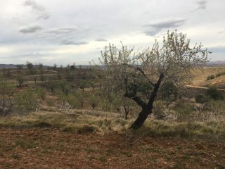 Promoción de terrenos en venta en pre. paraje de servilla (1/2) en la provincia de La Rioja 4