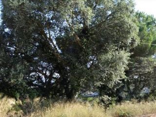 Solar situado en Maçanet de la Selva, Girona 6